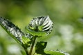 Peppermint (Mentha x piperita) in a flower pot