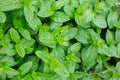 Green leaves of peppermint. Vegetable background, texture Royalty Free Stock Photo