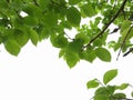 Green leaves of persimmon tree on white background Royalty Free Stock Photo