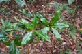 Green leaves of Phoebe paniculata Nees Nees in cloud forests of northern Thailand. Royalty Free Stock Photo