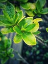 Green leaves Royalty Free Stock Photo