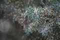 Green leaves of a pine. Macro photography