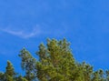 Green leaves of pine tree forest on blue sky with copy space for text Royalty Free Stock Photo