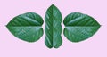 Green leaves on a pink background for designs that require a natural look