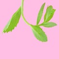 Green leaves on pink background. Fashion minimal style. Concept art.