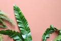 green leaves on pink cement background Royalty Free Stock Photo