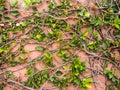 Green leaves on pink cement wall background Royalty Free Stock Photo