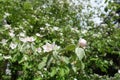 Green leaves and pinkish white flowers of quince in May Royalty Free Stock Photo