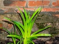 Green leaves of a plant on the background of an old brick wall. Royalty Free Stock Photo