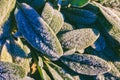 green leaves of the plant covered with frost on a sunny autumn morning Royalty Free Stock Photo