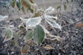 Green leaves of the plant covered with winter morning frost. Royalty Free Stock Photo