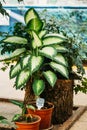 Green Leaves Of Plant Dieffenbachia Seguine Or Dumbcane. Royalty Free Stock Photo