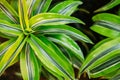 Green Leaves Of Plant Dracaena. Female Dragon Plant. Family Asparagaceae