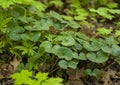 Green leaves of the plant European ASARUM