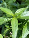 green leaves of a plant in the garden (Andrographis paniculata Royalty Free Stock Photo