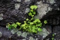 Green leaves plant growing on big rock wall in lush japanese lan Royalty Free Stock Photo