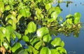 Green leaves plant growing in blue water river Royalty Free Stock Photo