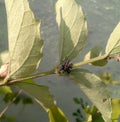 Green leaves plant growing in the garden outdoors in sunlight, nature photography, little black spider sitting in the branch