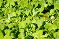 Green leaves plant growing in a lake Royalty Free Stock Photo