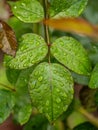 Green leaves plant growing in wild after rain Royalty Free Stock Photo
