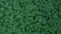 Green leaves plant Mondo Grass Ophiopogon Japonicus garden background