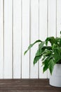 Green Leaves Plant in Pot on Brown Wooden Table Royalty Free Stock Photo