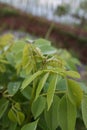 Green leaves of a plant with the scientific name Maackia amurensis Royalty Free Stock Photo