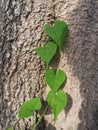 Green leaves of plant shape heart. Royalty Free Stock Photo