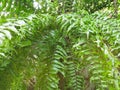 Green leaves/plant texture.