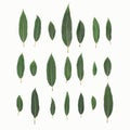 Green leaves plant willow isolated on a white background, top view Royalty Free Stock Photo