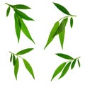 Green leaves, plants, leaves, branches isolated on white background. Willow leaves on twigs. Young spring greenery