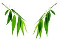 Green leaves, plants, leaves, branches isolated on white background. Willow leaves on twigs. Young spring greenery