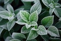 Green leaves of plants covered with frost