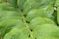 Green leaves of polygonatum commutatum flower with rain drops