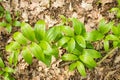 green leaves of polygonatum multiflorum solomon's seal medicinal plant