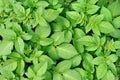 Green leaves of potato background