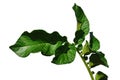 Green leaves of potato Solanum Tuberosum on white background