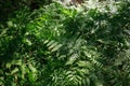 Green leaves of Pteridium aquilinum ssp. pinetorum Pinewood bracken, bracken, fern in the forest, top view,