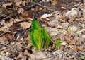 Green leaves and purple and green flowers of a skunk cabbage plant emerging in a spring wetland.