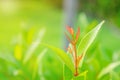 Green leaves put out leaf-buds is red