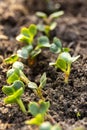 Green leaves of radish seedlings in the vegetable bed. Young radish sprouts growing in the garden. Royalty Free Stock Photo