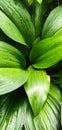 Green Leaves after rain