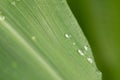 Green leaves after the rain. Closeup of a leaf with raindrops. Water drops on a green leaf. Plant with water drops Royalty Free Stock Photo