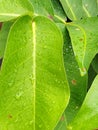 Green leaves rain drops