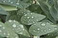 Green leaves with rain drops.