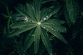 The green leaves in rain forest. Royalty Free Stock Photo