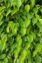 Green Leaves After The Rain. Fresh Dew Drops On The Leaves, Close Up. Tree Branches With Bright Lush Foliage And Water Drops. Royalty Free Stock Photo