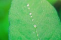 Green leaves after rain macro photo. Water drops on a leaf close-up. Natural background Royalty Free Stock Photo