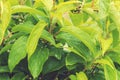 Green leaves after rain. Water drop on a leaf after rain. Natural background of leaves of lilies of the valley, the pattern of Royalty Free Stock Photo