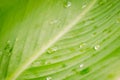 Green leaves Royalty Free Stock Photo